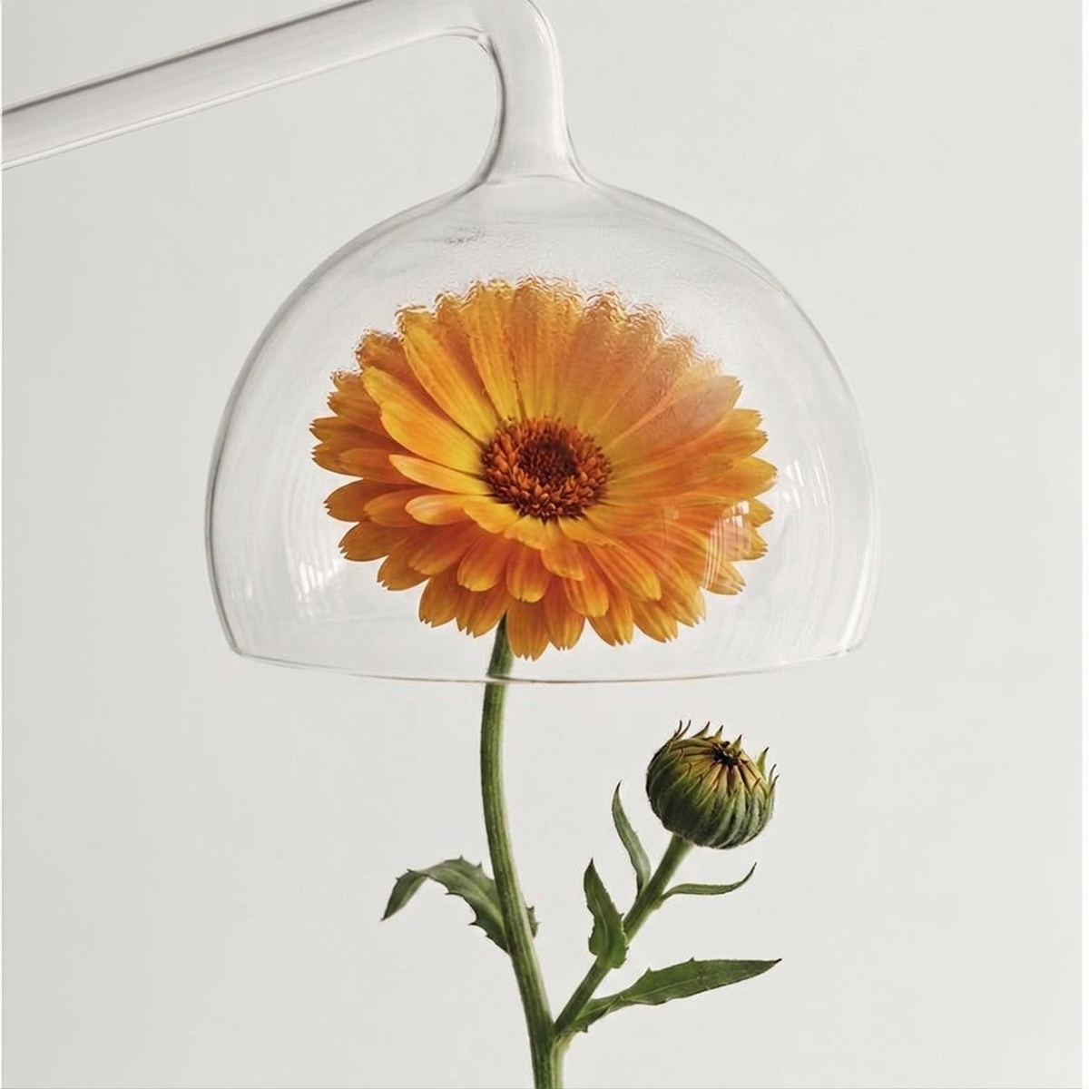 Flor de caléndula andina